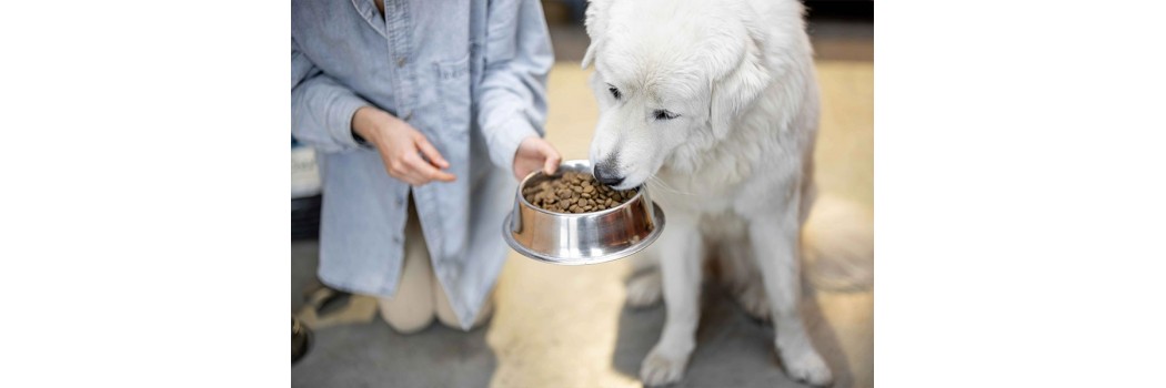 Piensos sin cereales para perros